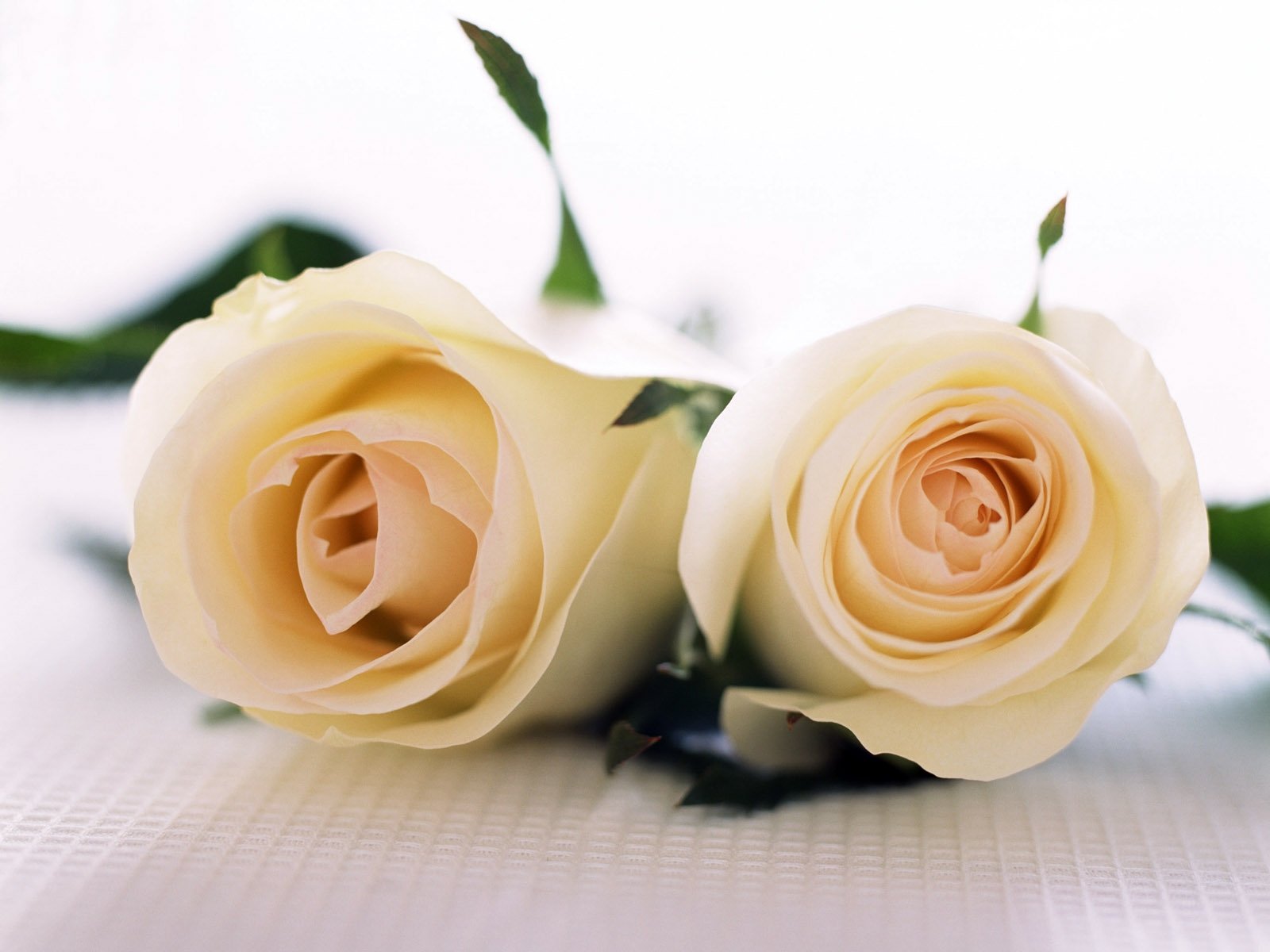 yellow-rose-couple-flower-plant-roses-petal-buds-land-plant-flowering-plant-close-up-floristry-garden-roses-rose-family-flower-bouquet-flower-arranging-floral-design-cut-flowers-707182.jpg