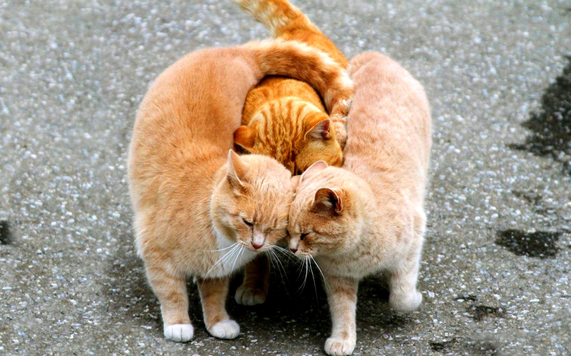Animals_Cats_Affectionate_cat_033702.jpg.