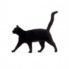 Черный Кот =^-_-^=